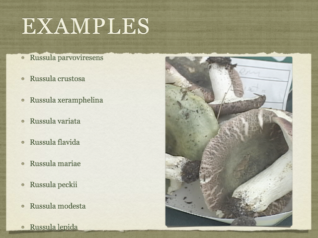 RUSSULA for Flicker.030-001