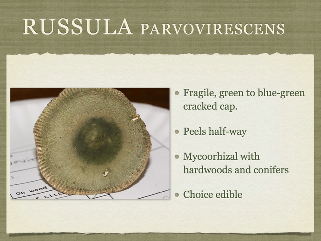 RUSSULA for Flicker.031-001