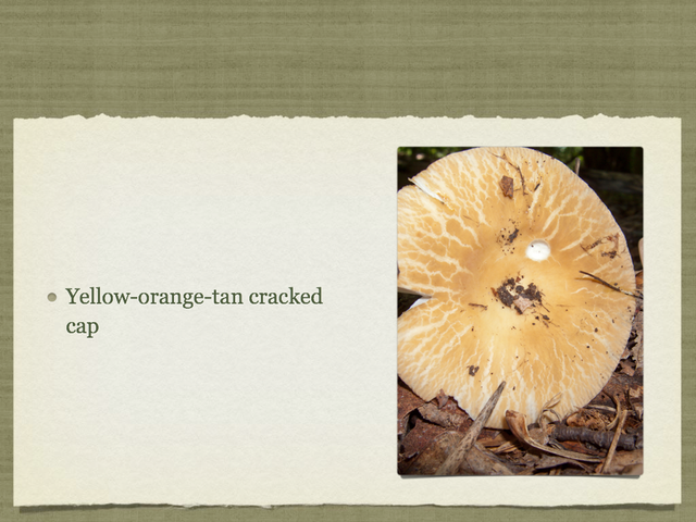 RUSSULA for Flicker.032-001