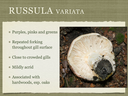 RUSSULA for Flicker.033-001