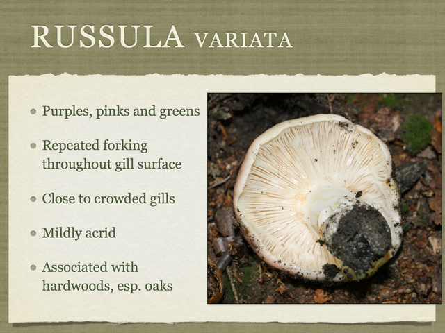 RUSSULA for Flicker.033-001