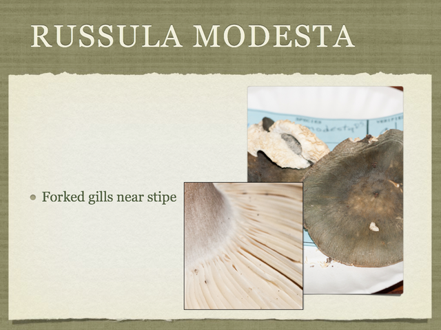 RUSSULA for Flicker.034-001