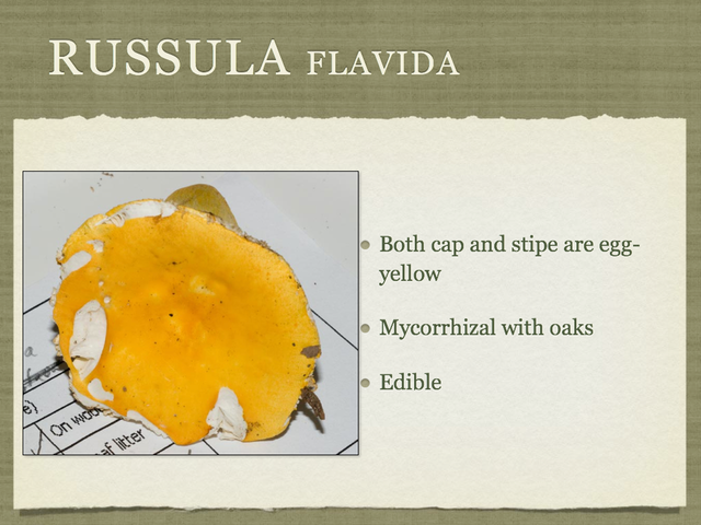 RUSSULA for Flicker.035-001