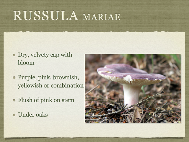 RUSSULA for Flicker.036-001