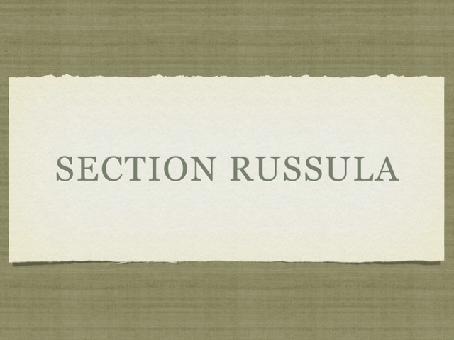 RUSSULA for Flicker.038-001