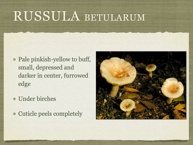 RUSSULA for Flicker.041-001