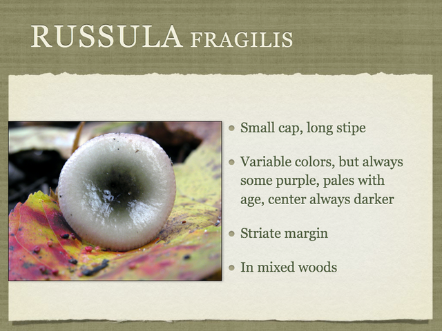 RUSSULA for Flicker.042-001