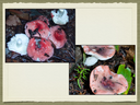 RUSSULA for Flicker.044-001