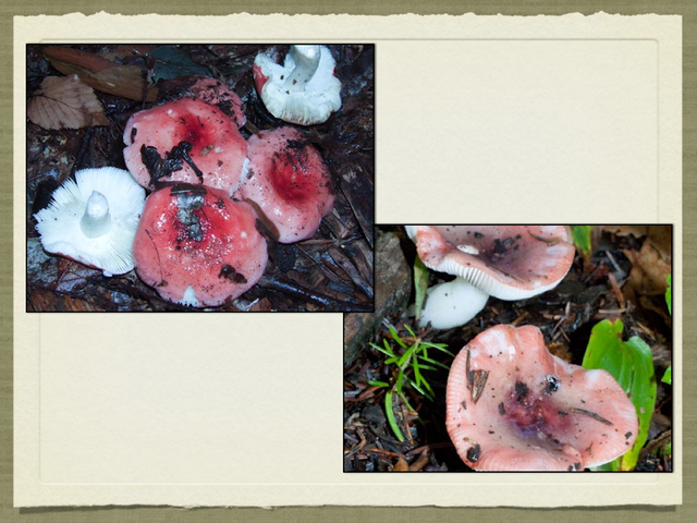 RUSSULA for Flicker.044-001