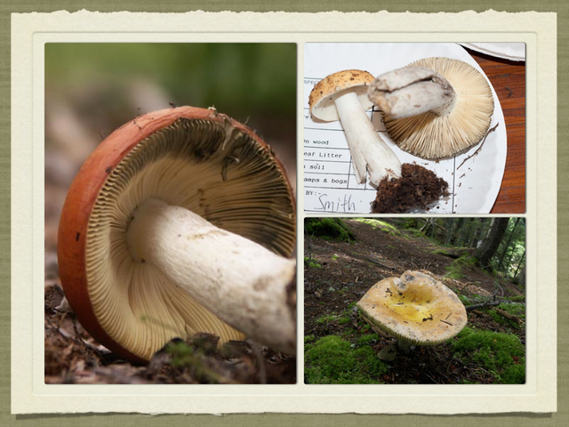 RUSSULA for Flicker.045-001