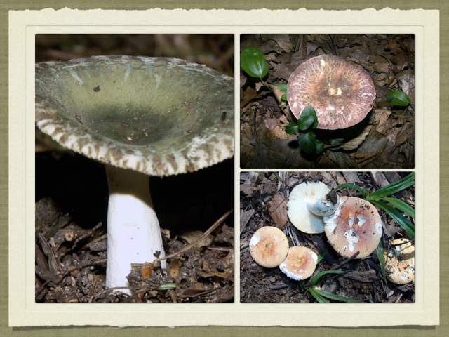 RUSSULA for Flicker.046-001