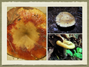 RUSSULA for Flicker.047-001