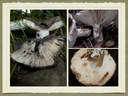 RUSSULA for Flicker.048-001