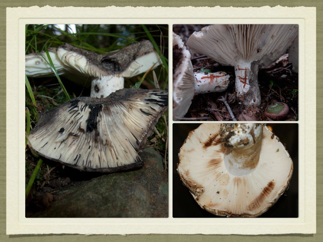 RUSSULA for Flicker.048-001