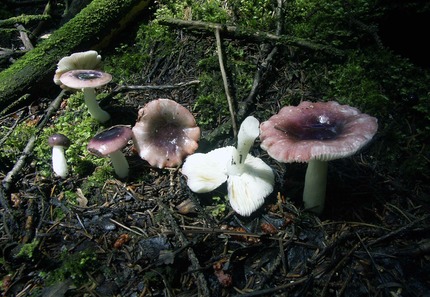 Russula fragilis1343