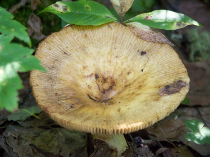 Russula laurocerasi6131