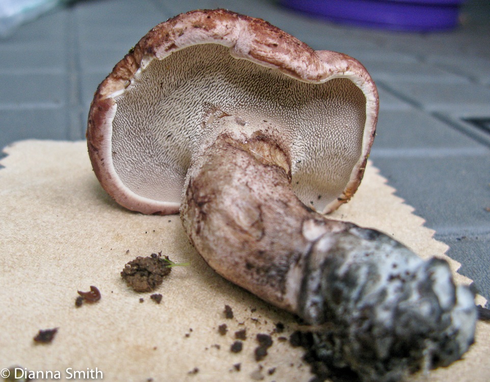 Sarcodon imbricatus1178