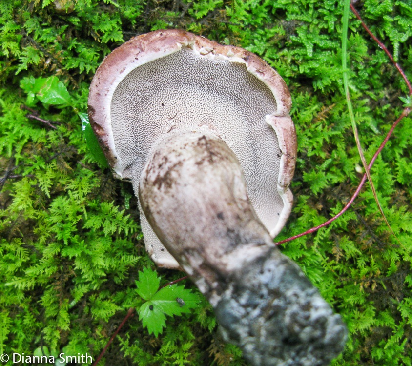 Sarcodon imbricatus1190