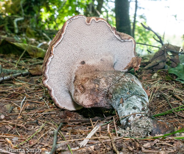 Sarcodon scabrosus)  green-blue base1030086