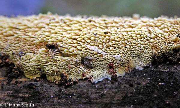 Sarcodontia setosa7416_edited