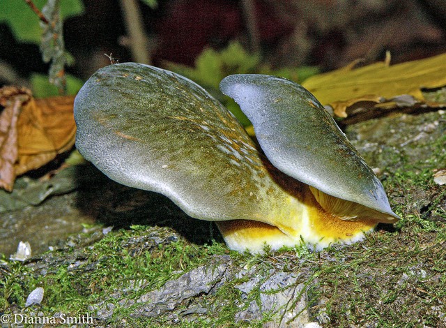 Sarcomyxa serotina 4253