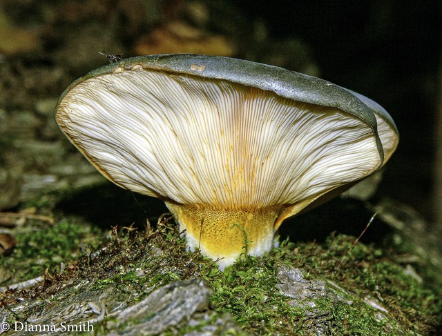 SARCOMYXA serotina (Panellus serotinus, Panus serotinus) 4252