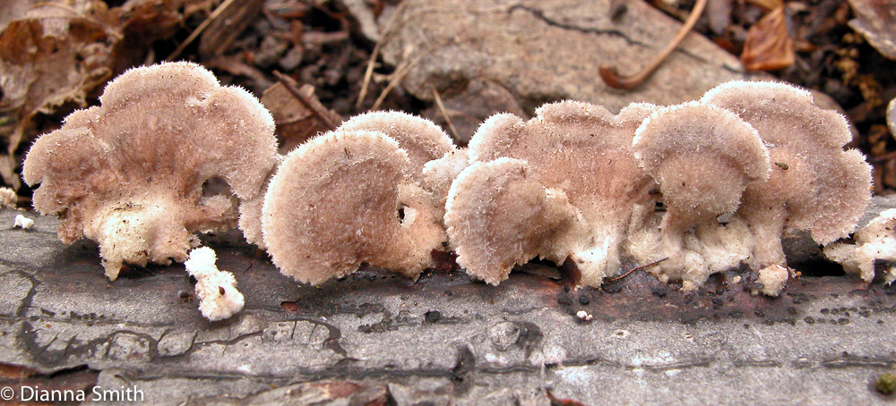 Schizophylllum commune4100