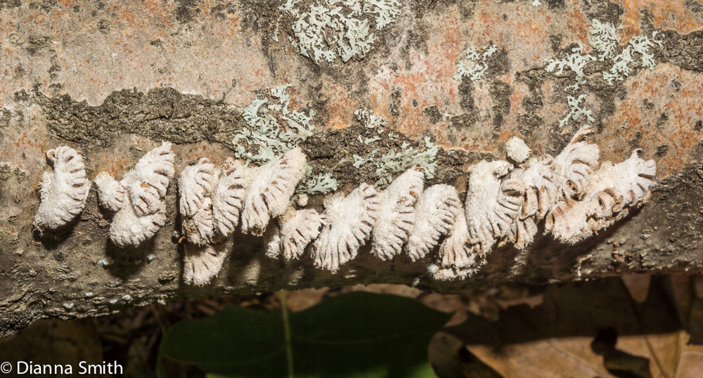 Schizophyllum commune 04506