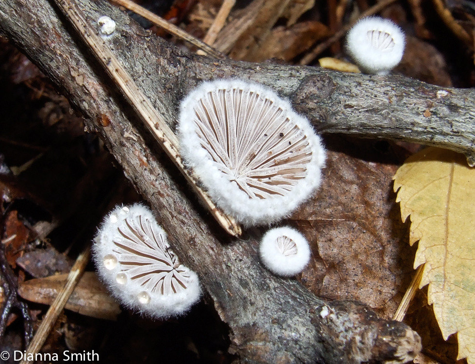 Schizophyllum commune 6218