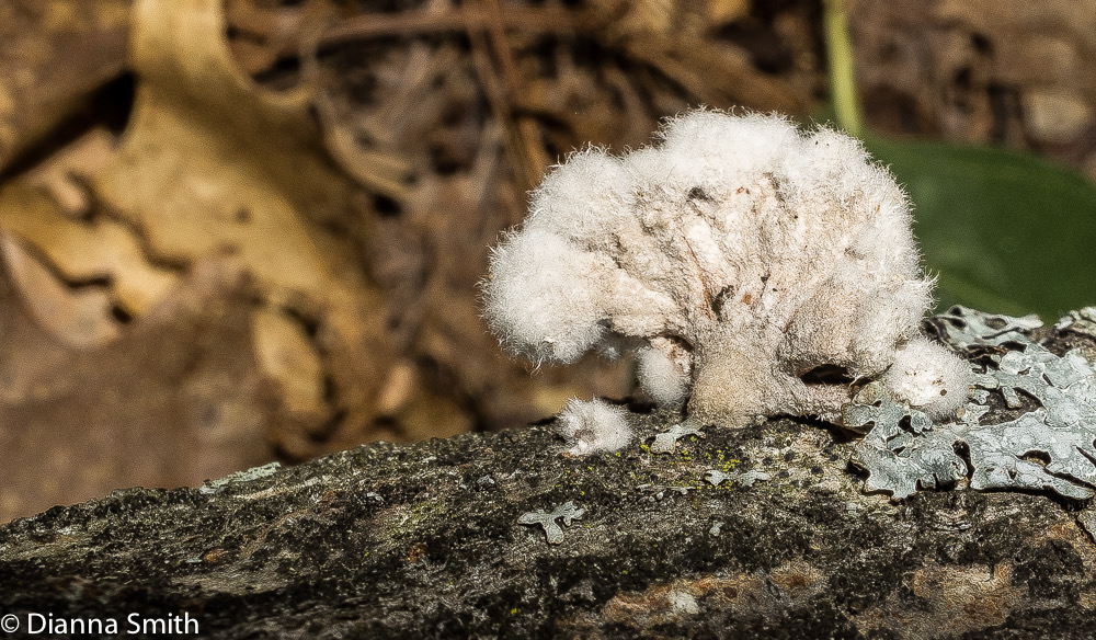 Schizophyllum commune04507