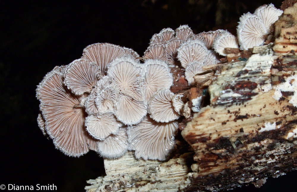 Schizophyllum commune1120