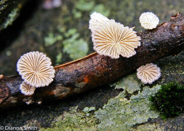 Schizophyllum commune1765