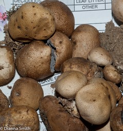 Scleroderma cepa03082