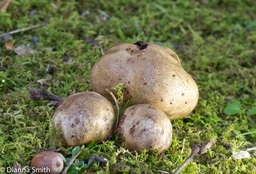 Scleroderma cepa1020165