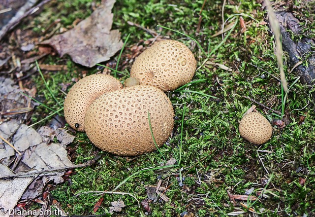 Scleroderma citrina 0716