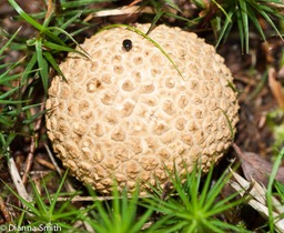 Scleroderma citrina04953