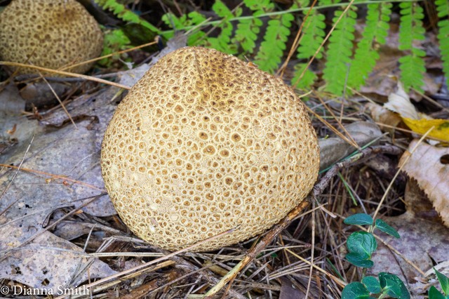 Scleroderma citrinum 03841