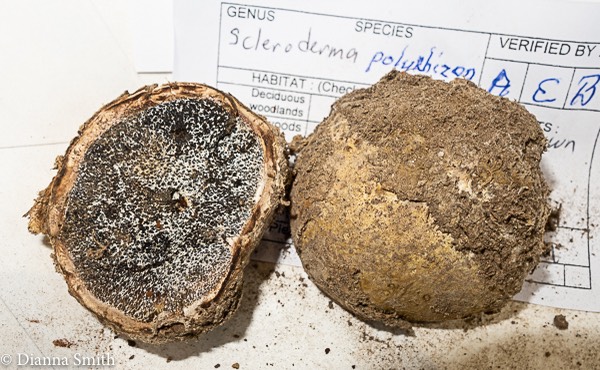 Scleroderma polyrhizon 3213