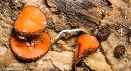 Scutellinia scutellata01817