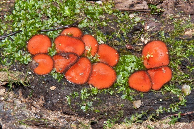 Scutellinia scutellata03513