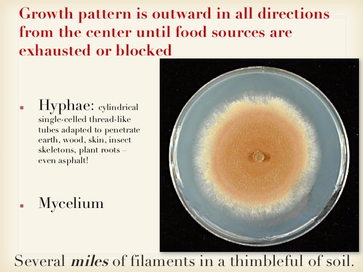 Slide010