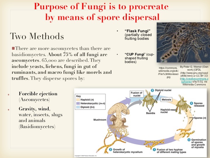 Slide026