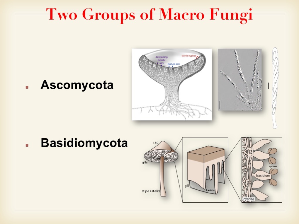 Introduction to mycology pdf