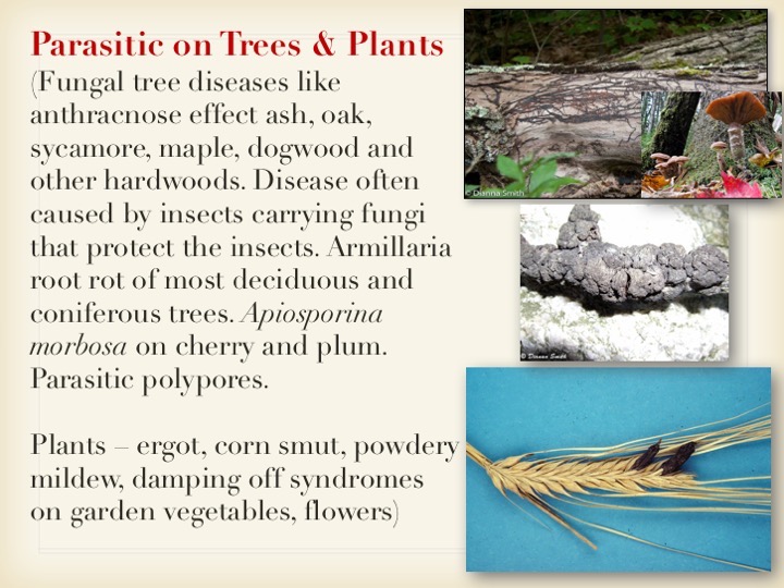 Slide031