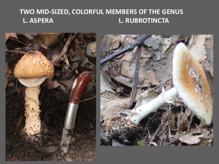 Slide042