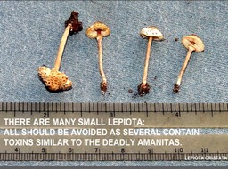 Slide043