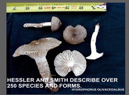Slide048