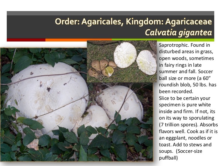 Slide049