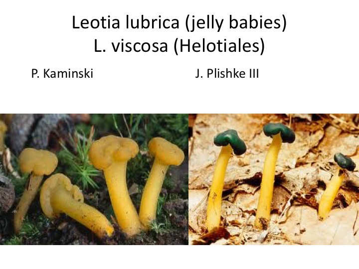 Slide051