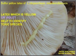 Slide060